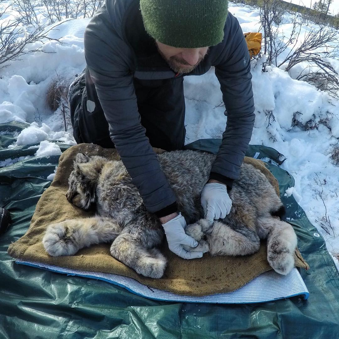 Tillak - Conservation Takes a Hit in Light of the Shutdown - The Lynx Project